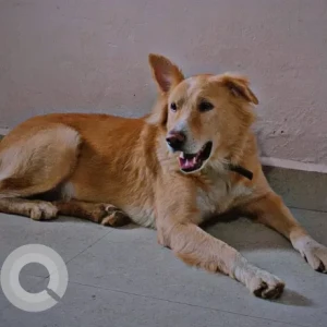 A White Golden Retriever Dog Missing from PCMC Dehu, Gatha mandir