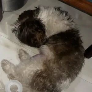 A White-Brown Mix Shih Tzu Dog Found from Tilak nagar