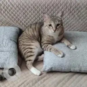 A Black and Brown Indie Cat Missing from Indus Signature Apartment-2