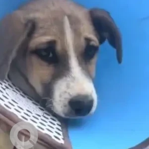 A White-Brown Mix Indie Dog Missing from dholihity, lalitpur