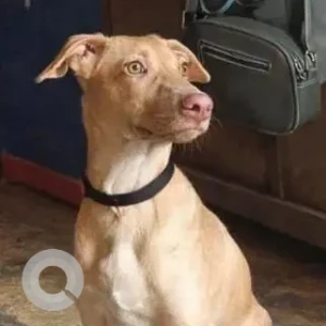 A White-Brown Mix Indie Dog Missing from Andheri