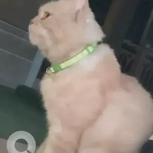 A Grey-White Mix British Shorthair Cat Found from Residence 5 Marina