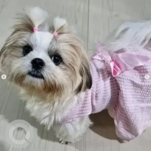 A White-Brown Mix Shih Tzu Dog Missing from Narayanapura, Bengaluru-3