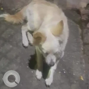 A White-Brown Mix Pomeranian Dog Found from Padmakala Apartments-2