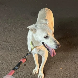 A White-Brown Mix Indie Dog Found from Nagoa, Parra-3