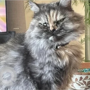 A Dusky Persian Cat Missing from Al raha beach, near Luluat Building 43