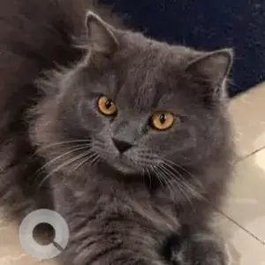 A Grey Ragdoll Cat Missing from Jegathambigai Street
