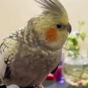 A Grey-White Mix Cockatiel bird Bird Missing from Srirampura, Lulu mall-2