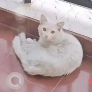 A White Indie Cat Found from Kuvempunagar