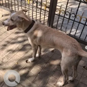 A White-Brown Mix Indie Dog Found from Sadanand Nagar-3