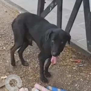A Black Indie Dog Found from Sindh Colony, Pune-3