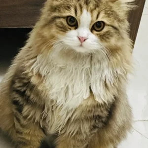 A White-Brown Mix Ragdoll Cat Missing from K1 and Auris Bldg in Muraqabat