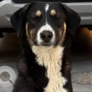 A Black and White Indie Dog Found from Indore