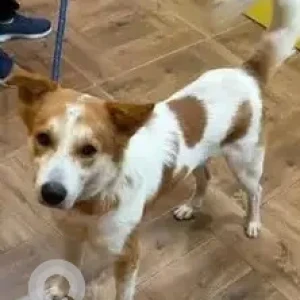 A White-Brown Mix Indie Dog Found from Bluewaters Apartment, Säver County Road