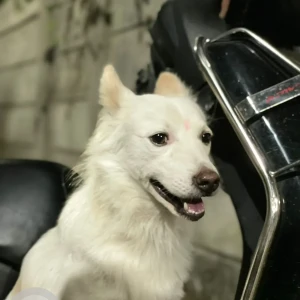 A White Pomeranian Dog Missing from Karishma area, Kothrud-2