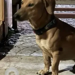 A Brown Dachshund Dog Found from R.A.Puram 4th Main Road