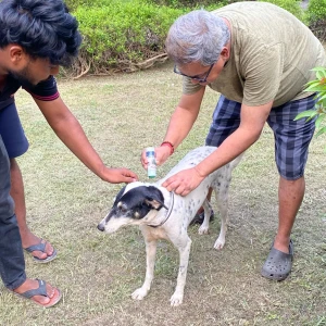 Rabies vaccination-65