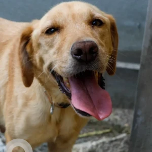 A White-Brown Mix Labrador Dog Adoption from bengaluru