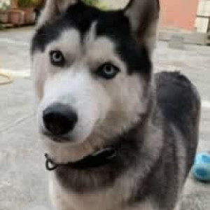 A White and Grey Husky Dog Missing from Basavanagudi, Bengaluru