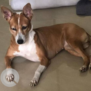 A Brown Indie Dog Missing from Velachery, Chennai-2