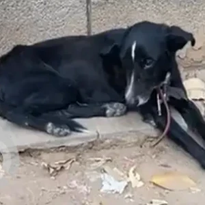 A Black and White Indie Dog Found from Patel Nagar-2