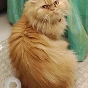 A Orange Indie-Persian Dog Missing from Bengaluru-2