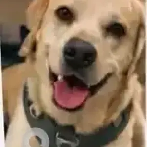 A White Labrador Dog Missing from Ulsoor lake, RMZ building-4