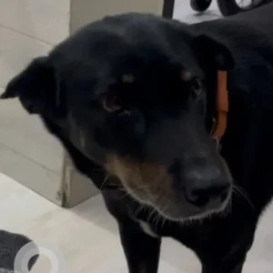 A Black Indie Dog Missing from New Delhi