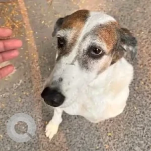 A Black and Brown Indie Dog Found from Green Park, opposite Larning Matters School