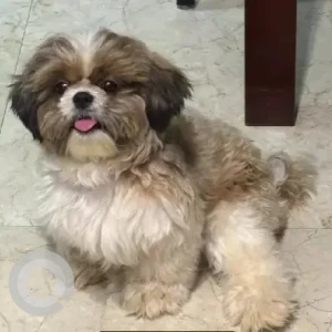 A White-Brown Mix Shih Tzu Dog Missing from Jp nagar, Mysore