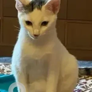 A Grey-White Mix Calico Cat Missing from Spring Playschool, Akshay Nagar