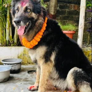A Black and Brown German Shepherd Dog Missing from Biratnagar 13,,Purwanchal Bal Sewa Ashram