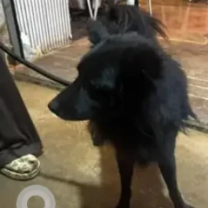 A Black Indian Spitz Dog Found from NH 44, near Devanahalli, Godrej Royle woods-2