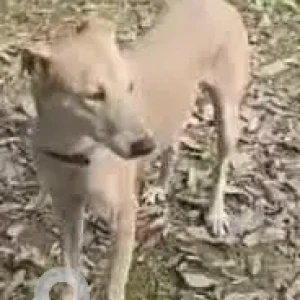 A White Indie Hound mix Dog Missing from Nehru Park-2