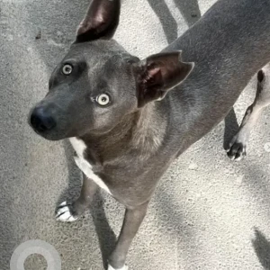 A Grey Indie Dog Missing from 16th Main Indiranagar-2