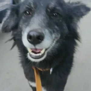 A Black Indie Dog Found from Calsoft bavdhan