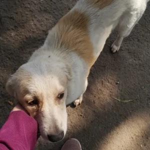A White-Brown Mix Indie Dog Missing from Ramesh Nagar