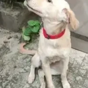 A White Indie Dog Found from Malleshpalya-2