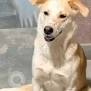 A White-Brown Mix Indie Dog Missing from Dhoolsiras village, Bajghera village-2