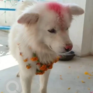 A White Japanese Spitz Dog Missing from Ichangu Adeshwor