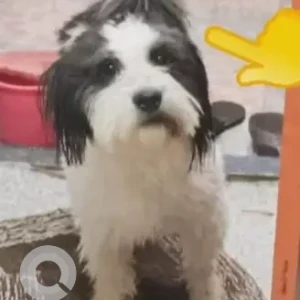 A Black and White Indie Dog Missing from Naharlagun