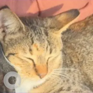 A Black and Brown Domestic Shorthair Cat Missing from Al Reef 2