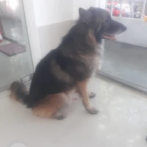 A Black and Brown German Shepherd Dog Found from Anant Talkies