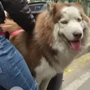 A White-Brown Mix Husky Dog Found from Gunasheela nursing home, Basavangudi