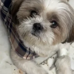 A White-Brown Mix Shih Tzu Dog Found from District park, Janakpuri-3
