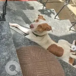 A White-Brown Mix Indie Dog Missing from Bengaluru