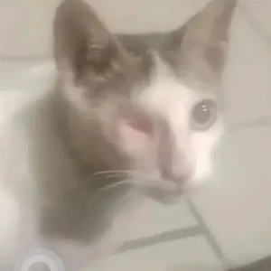 A White and Grey Indie Cat Missing from Prabhadevi, Mumbai-3