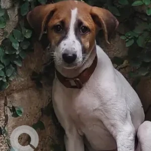 A White-Brown Mix Indie Dog Found from Gandhinagar, Adyar