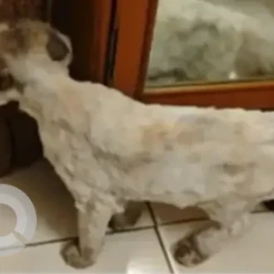 A White British Longhair Cat Cat Missing from Trinity Meadows, Bellandur-3