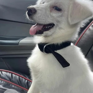 A White Indian Spitz Dog Missing from Nigam Colony, Naharlagun